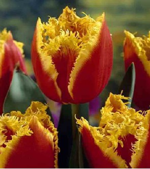 Tulipano crispa Davenport