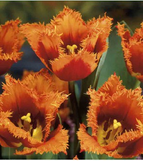 Tulipano Palmares