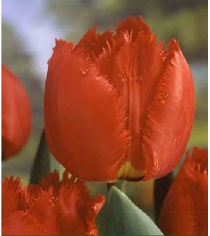 Tulipano crispa Cristal Beauty