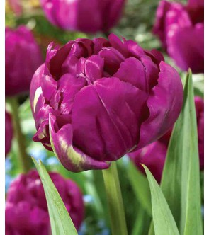 Tulipano doppio Royal Acres
