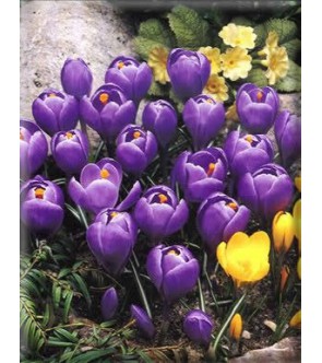 Crocus vernus Remembrance