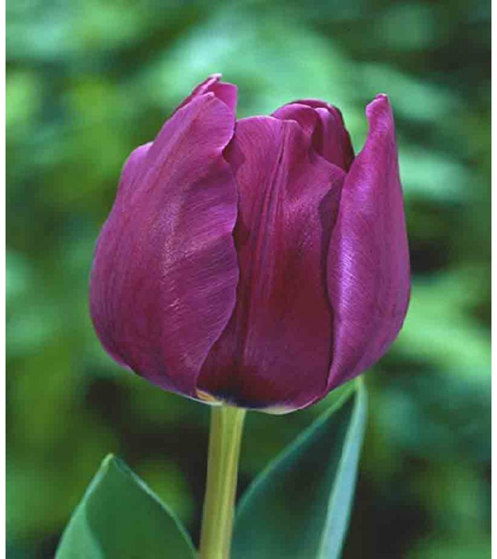 Fiori Da Giardino A Stelo Lungo