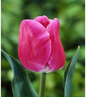 Tulipano stelo lungo Carola