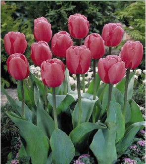 Tulipano stelo lungo Pink...