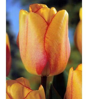 Tulipano stelo lungo Blushing Apeldoorn