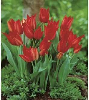 Tulipano selvatico...