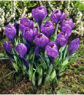 Crocus vernus Flower Record