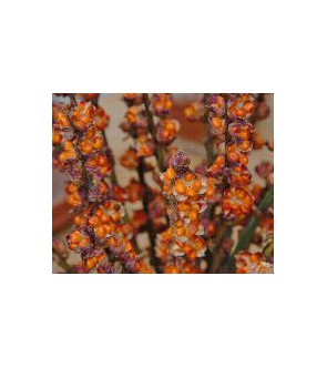 Chasmanthe floribunda Saturnus