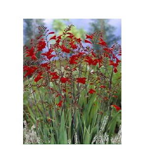 Crocosmia a fiore grande...