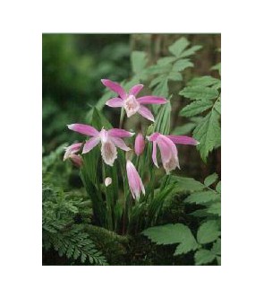 Pleione Bulbocoides in vaso