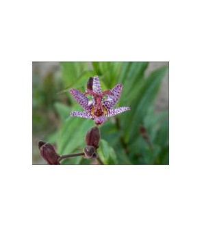 Tricyrtis macropoda