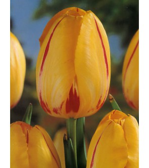 Tulipano stelo lungo La Courtine