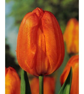 Tulipano stelo lungo Galway