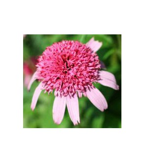 Echinacea purpurea Pink...