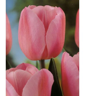 Tulipano stelo lungo Rosalie