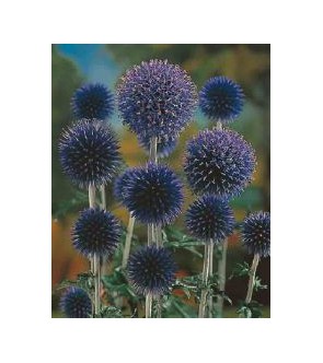 Echinops bannaticus Taplow...