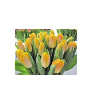 Tulipano stelo lungo Golden...