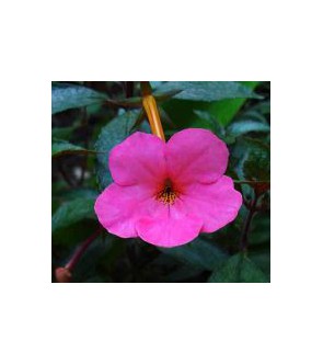 Achimenes Primadonna