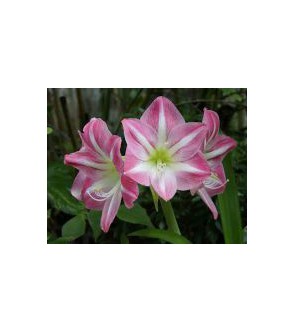 Amaryllis Exposure