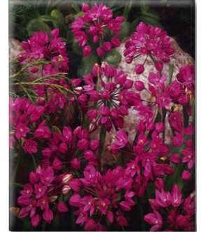 Allium Ostrowskianum sin...
