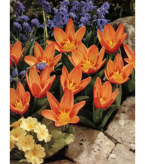 Tulipano botanico Shakespeare