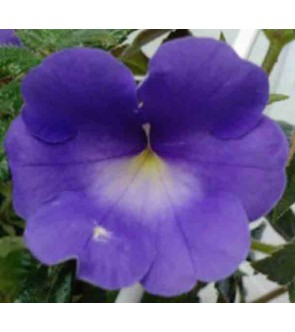 Achimenes mexicana