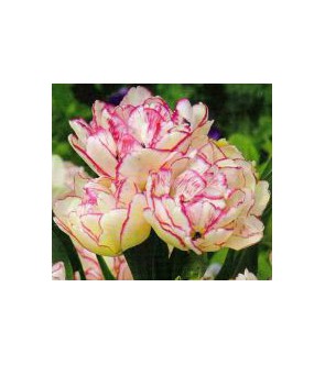 Tulipano doppio Cartouche