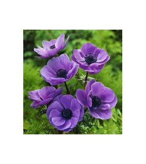 Anemone coronaria semplice...