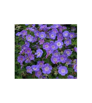 Geranium Rozanne VASO