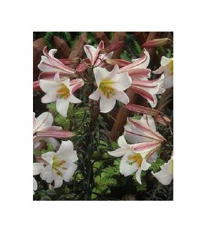 Lilium a tromba Regale