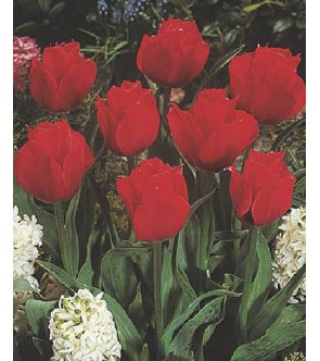 Tulipano botanico Princesse...
