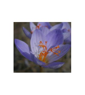 Crocus speciosus ssp speciosus