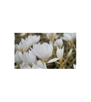 Crocus speciosus Albus