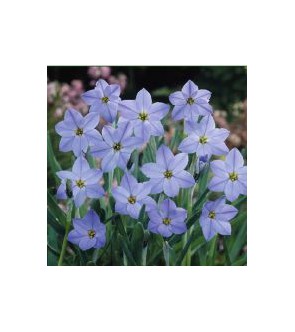 Ipheion uniflorum Rolf Fielder