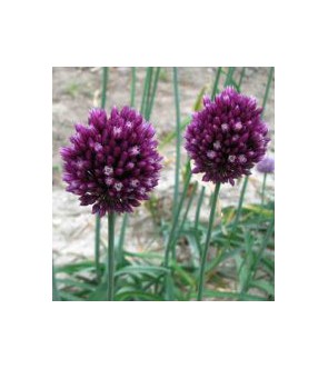 Allium rotundum
