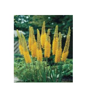 Eremurus Golden Cleopatra