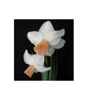 Narciso cyclamineus Cha Cha