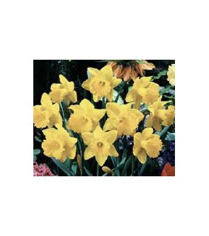 Narciso a tromba Lucky Number