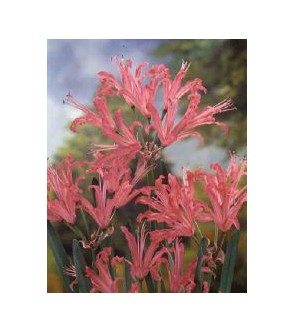 Nerine bowdenii Favourite
