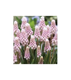 Muscari Pink Sunrise