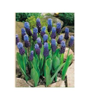 Muscari latifolium