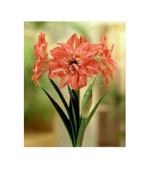 Amaryllis doppio Lady Jane