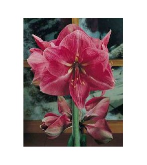 Amaryllis Rosalie