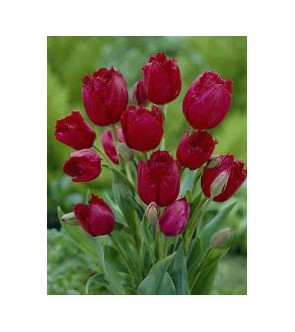 Tulipano crispa Gipsy Love