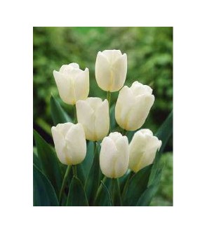 tulipano stelo lungo White...