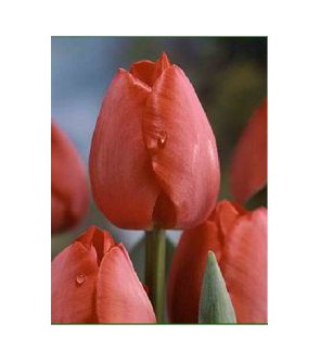 Tulipano stelo lungo Gordon Cooper