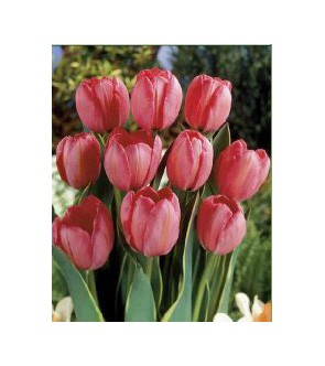 Tulipano Design Impression