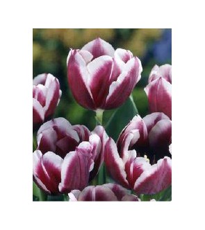 Tulipano stelo lungo Jackpot