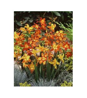 Crocosmia a fiore piccolo...