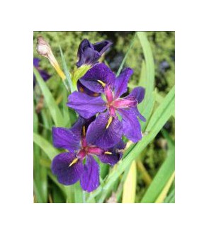 Iris Louisiana Black Gamecock